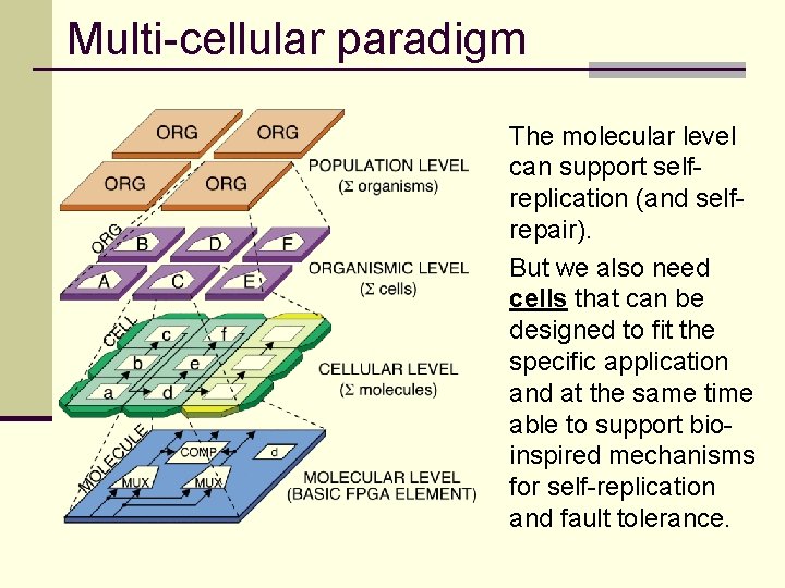 Multicellular paradigm n The molecular level can support