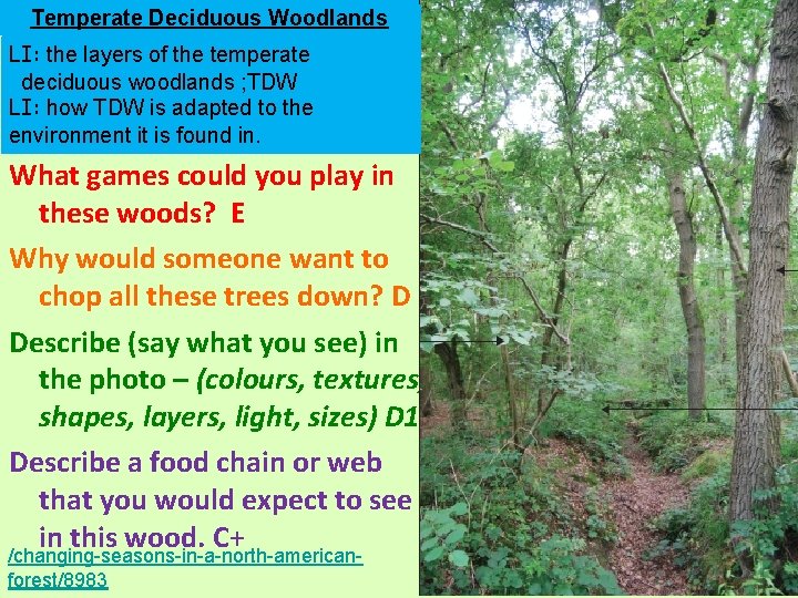 Temperate Deciduous Woodlands LI: the layers of the temperate deciduous woodlands ; TDW LI: