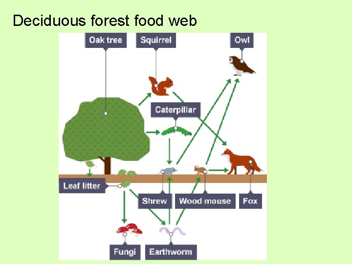 Deciduous forest food web 