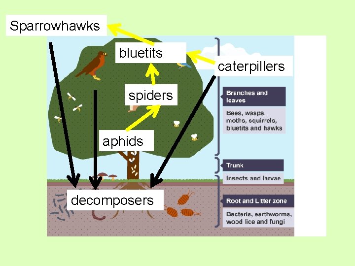 Sparrowhawks bluetits spiders aphids decomposers caterpillers 