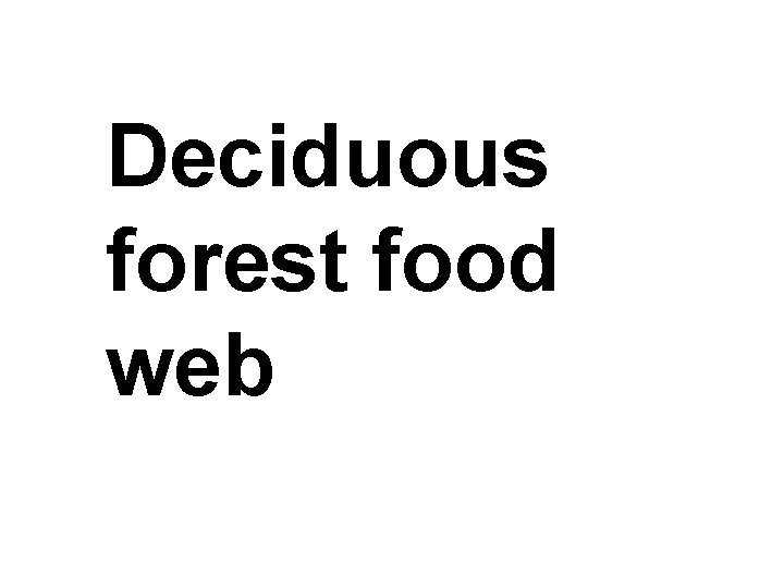 Deciduous forest food web 