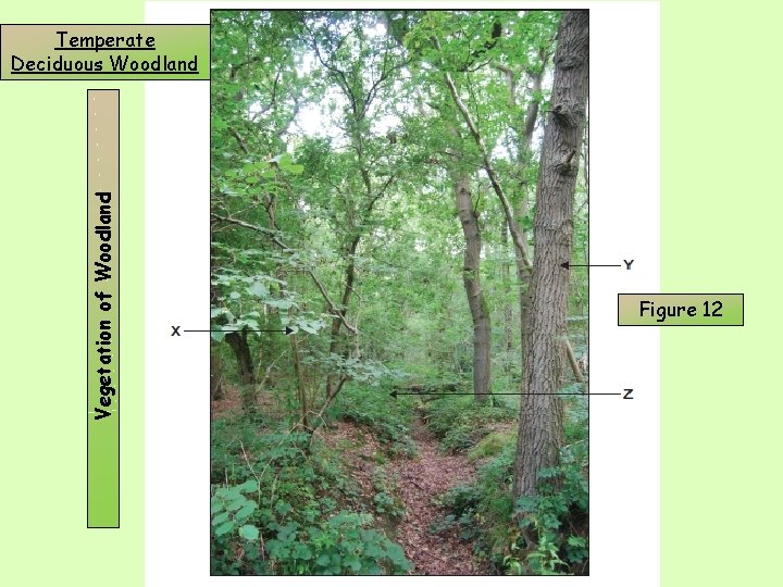 Vegetation of Woodland Temperate Deciduous Woodland Figure 12 