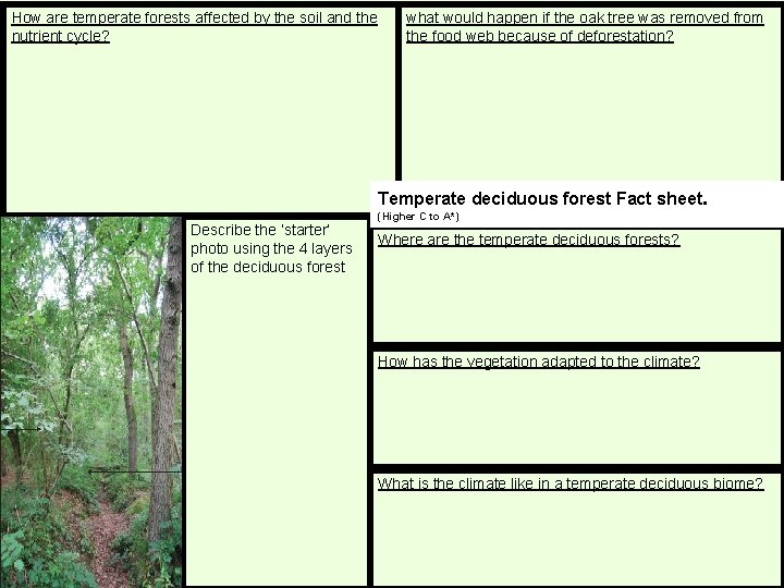 How are temperate forests affected by the soil and the nutrient cycle? what would