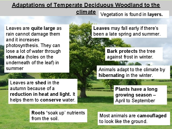 Adaptations of Temperate Deciduous Woodland to the climate Vegetation is found in layers. Leaves