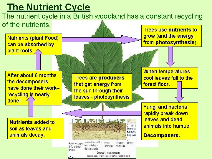 The Nutrient Cycle The nutrient cycle in a British woodland has a constant recycling