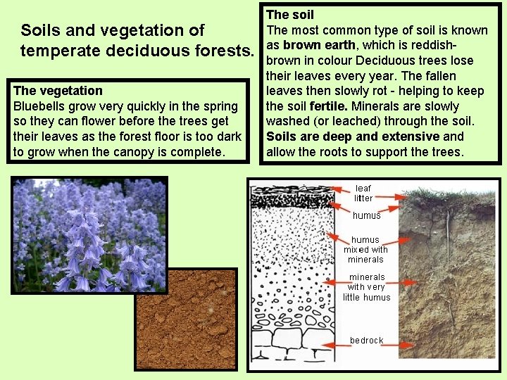 Soils and vegetation of temperate deciduous forests. The vegetation Bluebells grow very quickly in