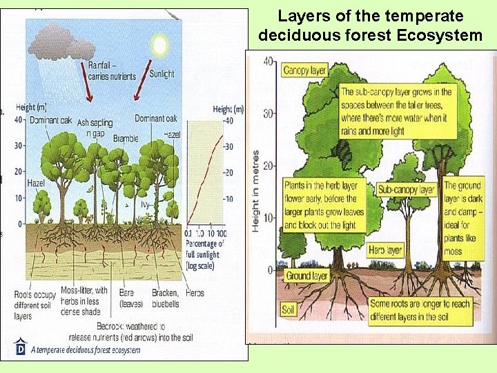 Layers of the temperate deciduous forest Ecosystem 