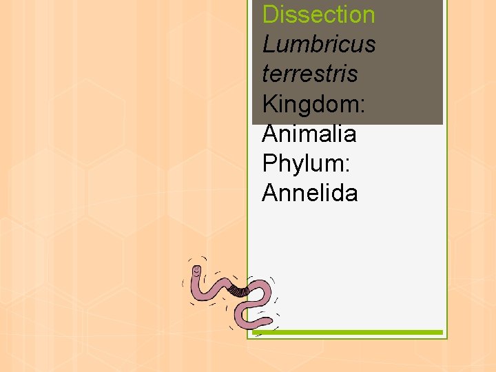 Dissection Lumbricus terrestris Kingdom: Animalia Phylum: Annelida 