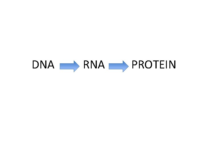 DNA RNA PROTEIN 