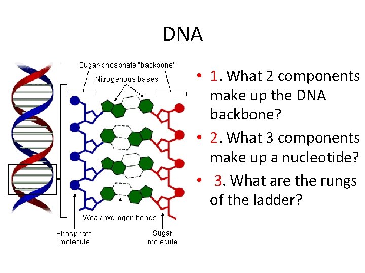 DNA • 1. What 2 components make up the DNA backbone? • 2. What