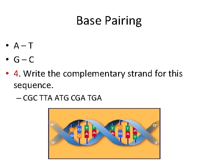 Base Pairing • A–T • G–C • 4. Write the complementary strand for this