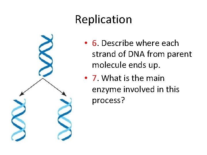 Replication • 6. Describe where each strand of DNA from parent molecule ends up.