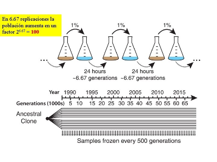 En 6. 67 replicaciones la población aumenta en un factor 26. 67 = 100