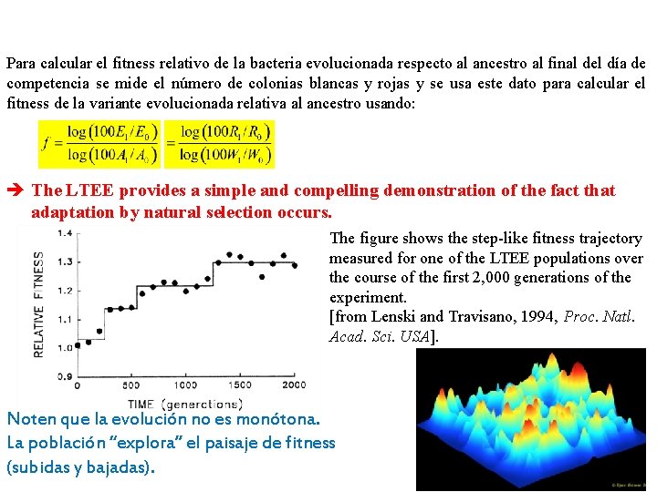 Para calcular el fitness relativo de la bacteria evolucionada respecto al ancestro al final