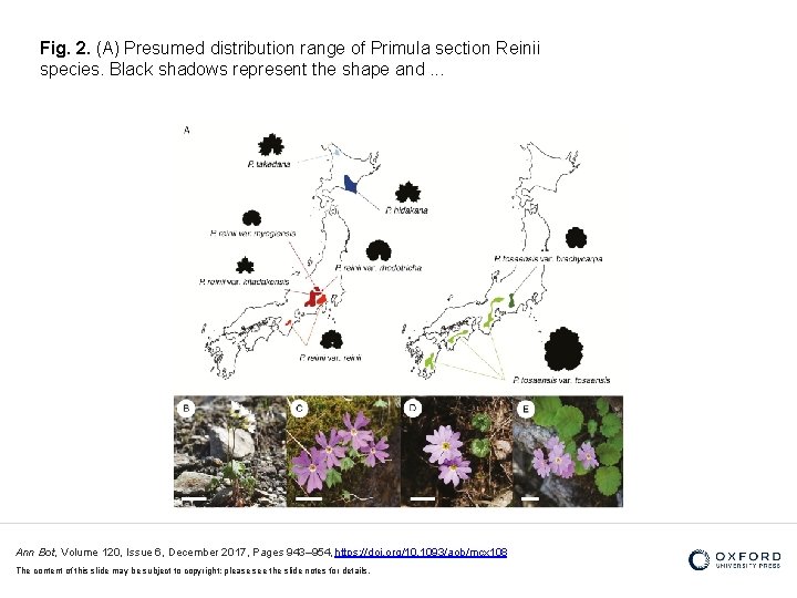 Fig. 2. (A) Presumed distribution range of Primula section Reinii species. Black shadows represent