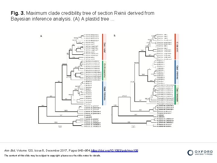 Fig. 3. Maximum clade credibility tree of section Reinii derived from Bayesian inference analysis.