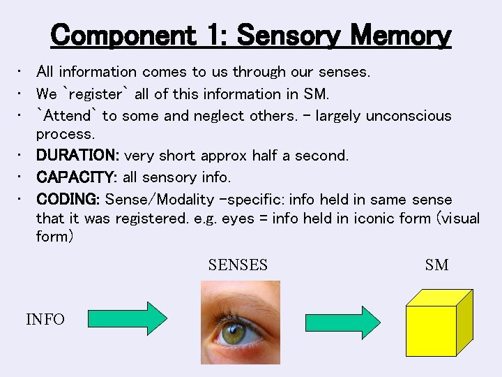 Component 1: Sensory Memory • All information comes to us through our senses. •