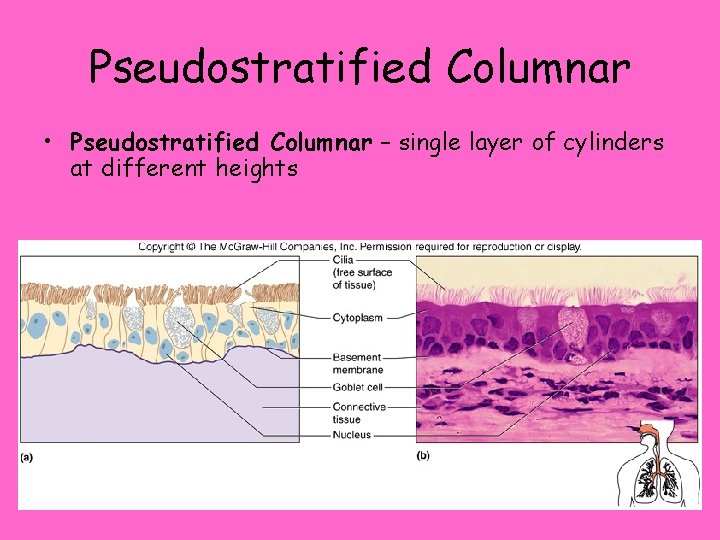 Pseudostratified Columnar • Pseudostratified Columnar – single layer of cylinders at different heights 