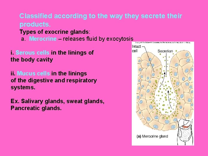 Classified according to the way they secrete their products. Types of exocrine glands: a.