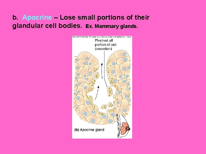 b. Apocrine – Lose small portions of their glandular cell bodies. Ex. Mammary glands.