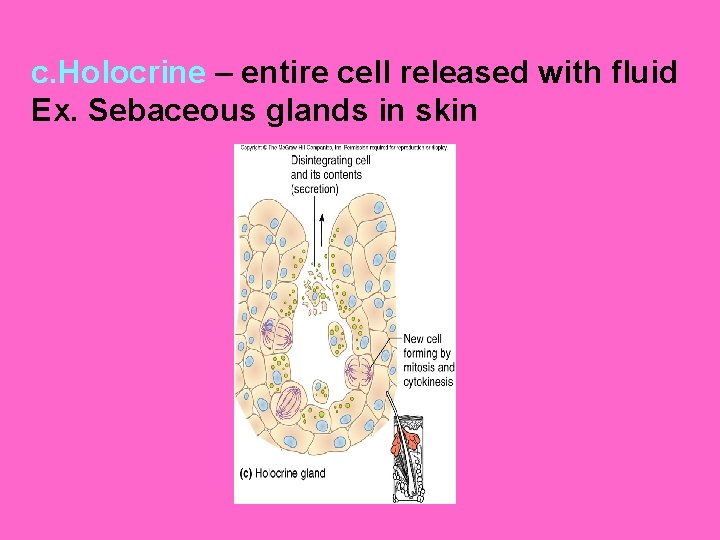 c. Holocrine – entire cell released with fluid Ex. Sebaceous glands in skin 