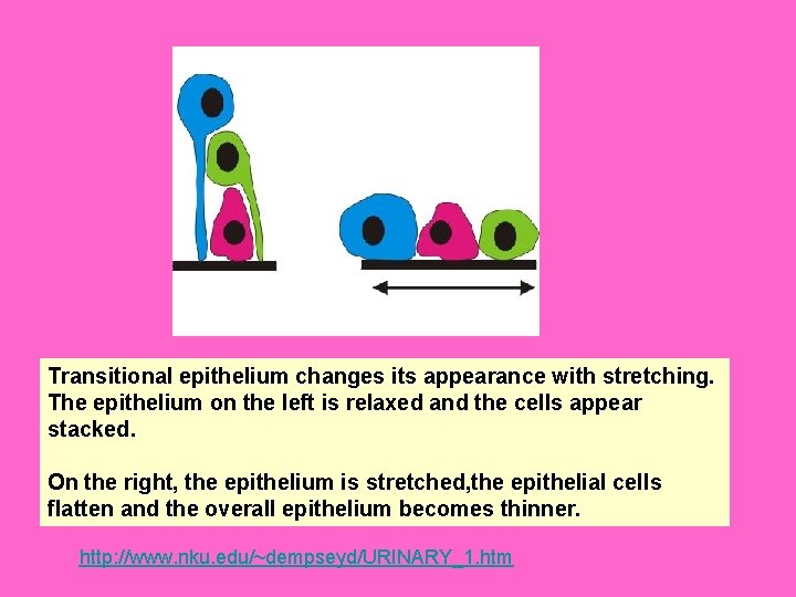 Transitional epithelium changes its appearance with stretching. The epithelium on the left is relaxed