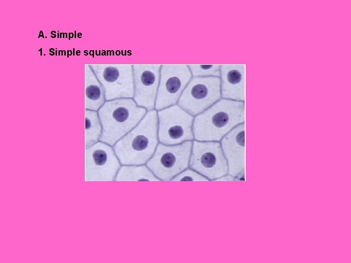 A. Simple 1. Simple squamous 