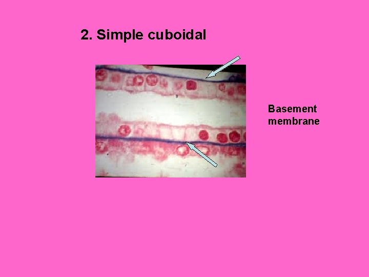 2. Simple cuboidal Basement membrane 