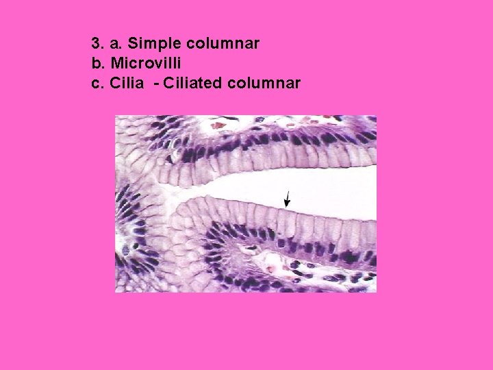 3. a. Simple columnar b. Microvilli c. Cilia - Ciliated columnar 