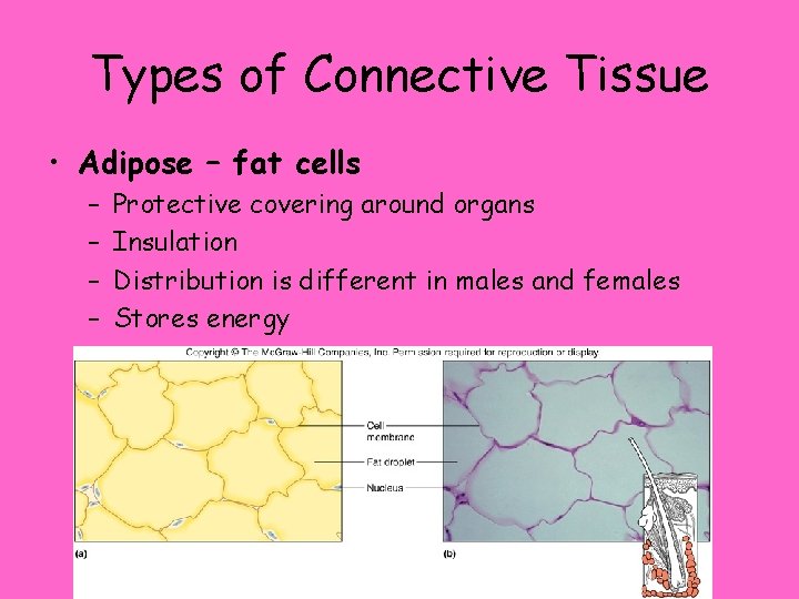 Types of Connective Tissue • Adipose – fat cells – – Protective covering around