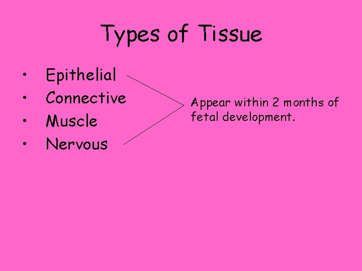 Types of Tissue • • Epithelial Connective Muscle Nervous Appear within 2 months of