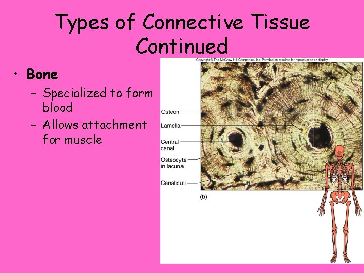 Types of Connective Tissue Continued • Bone – Specialized to form blood – Allows