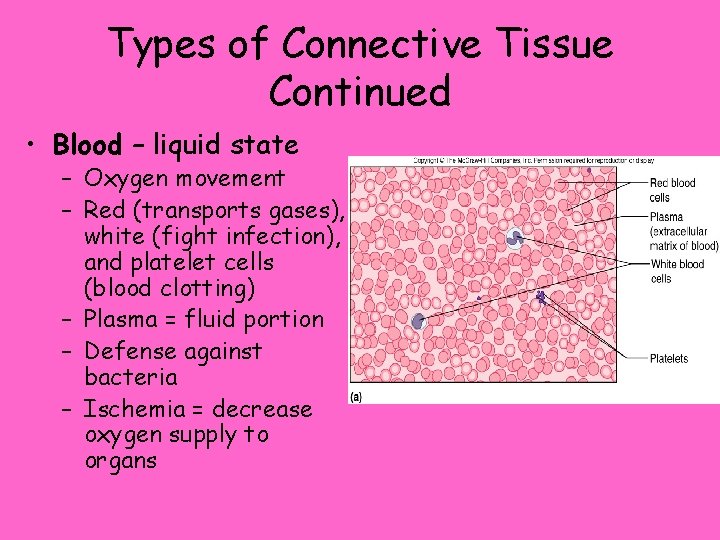 Types of Connective Tissue Continued • Blood – liquid state – Oxygen movement –