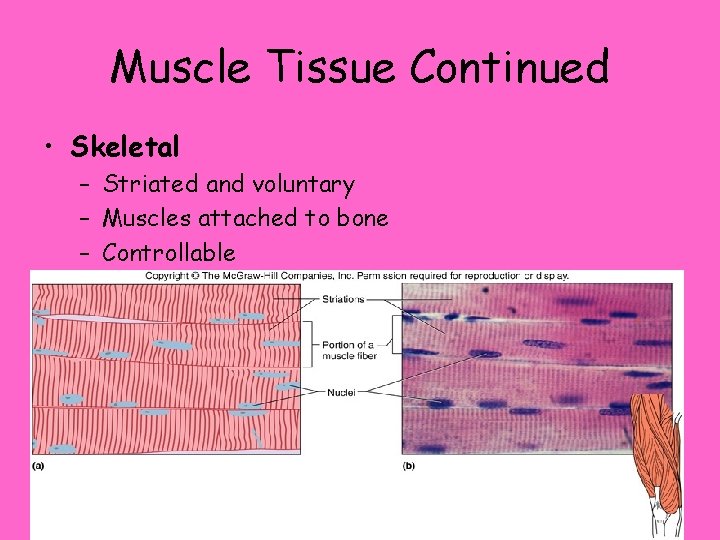 Muscle Tissue Continued • Skeletal – Striated and voluntary – Muscles attached to bone