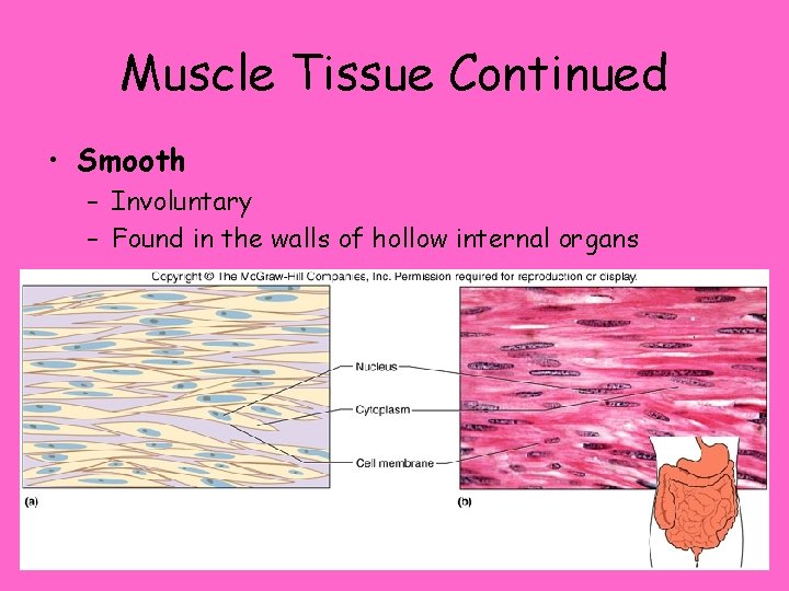 Muscle Tissue Continued • Smooth – Involuntary – Found in the walls of hollow