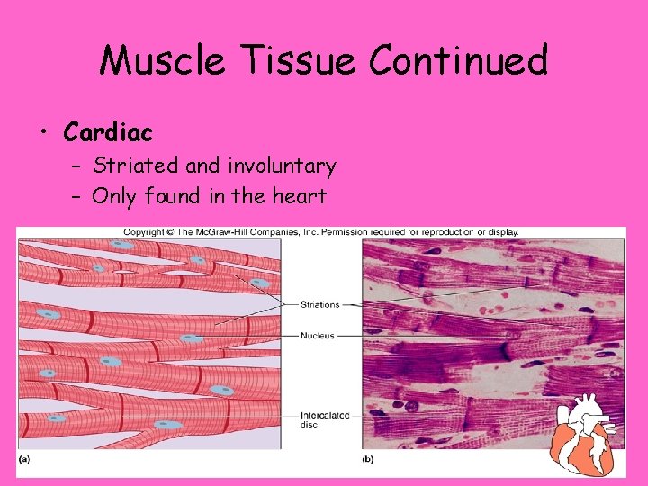 Muscle Tissue Continued • Cardiac – Striated and involuntary – Only found in the