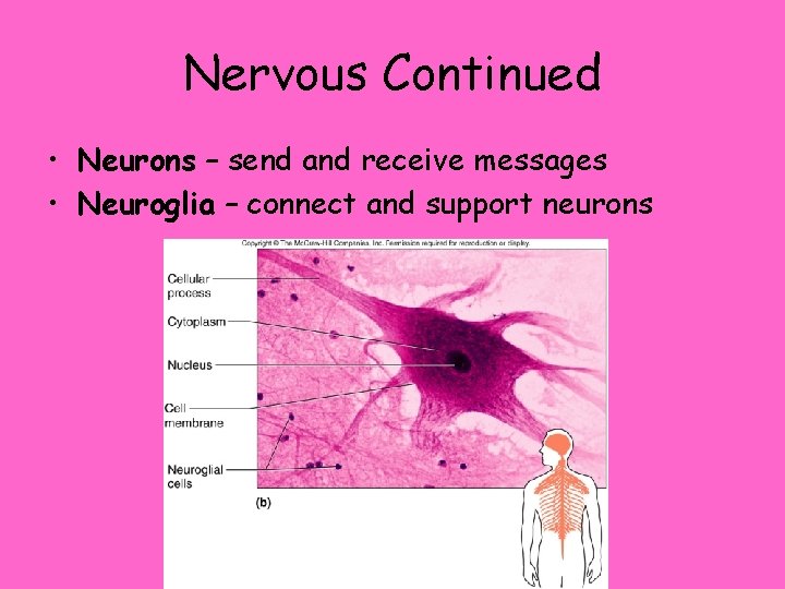 Nervous Continued • Neurons – send and receive messages • Neuroglia – connect and