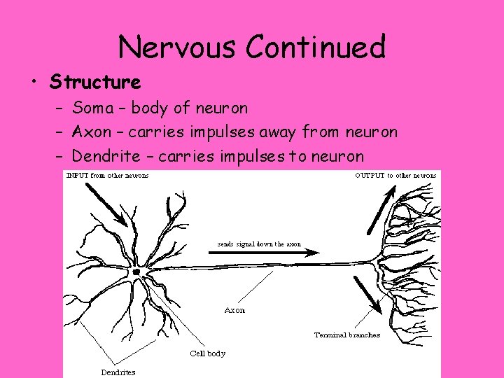 Nervous Continued • Structure – Soma – body of neuron – Axon – carries