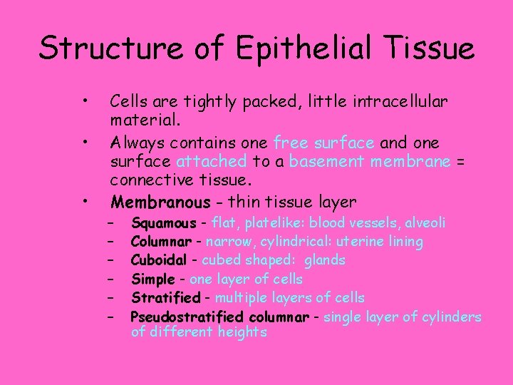 Structure of Epithelial Tissue • • • Cells are tightly packed, little intracellular material.