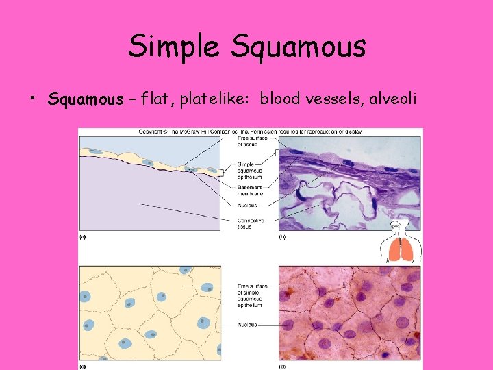 Simple Squamous • Squamous – flat, platelike: blood vessels, alveoli 