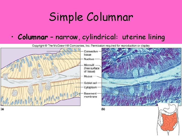 Simple Columnar • Columnar – narrow, cylindrical: uterine lining 