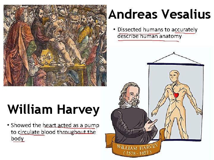 Andreas Vesalius • Dissected humans to accurately describe human anatomy William Harvey • Showed
