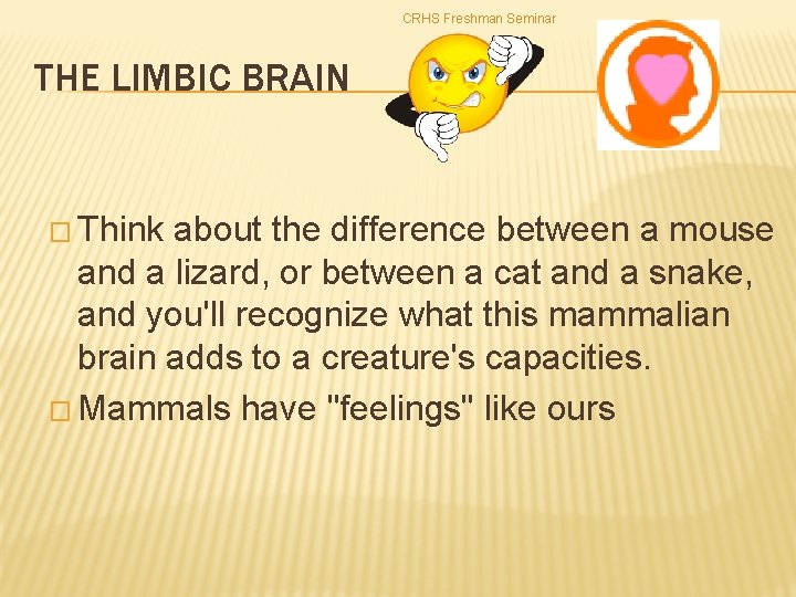 CRHS Freshman Seminar THE LIMBIC BRAIN � Think about the difference between a mouse