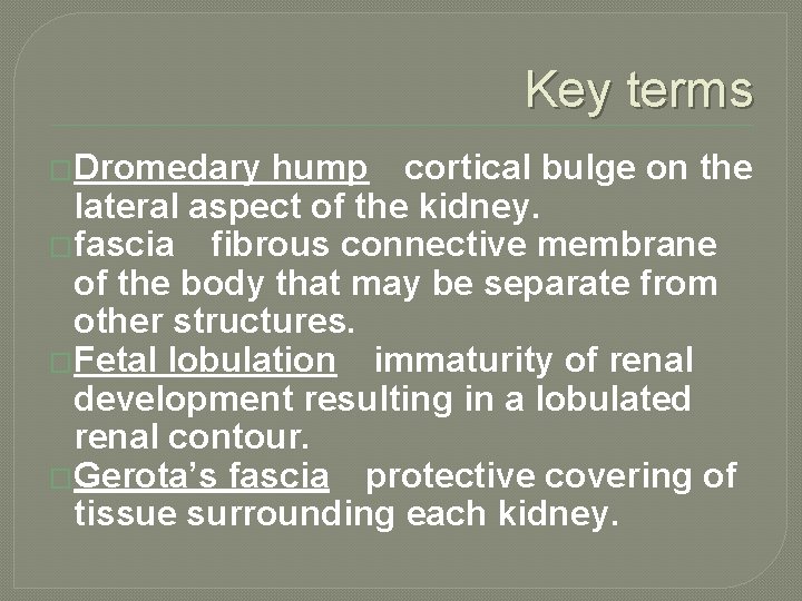 Key terms �Dromedary hump cortical bulge on the lateral aspect of the kidney. �fascia