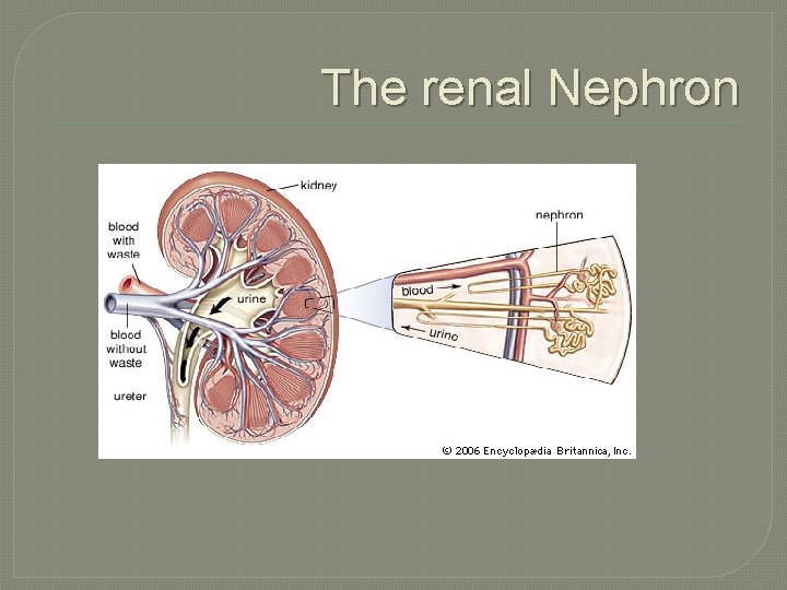 The renal Nephron 