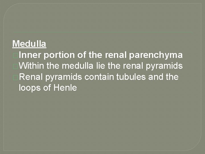 Medulla �Inner portion of the renal parenchyma �Within the medulla lie the renal pyramids