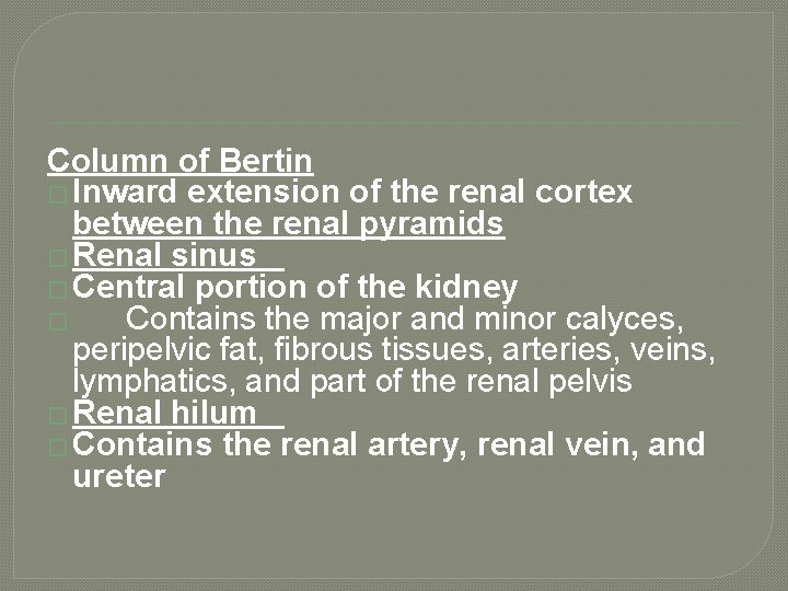 Column of Bertin � Inward extension of the renal cortex between the renal pyramids
