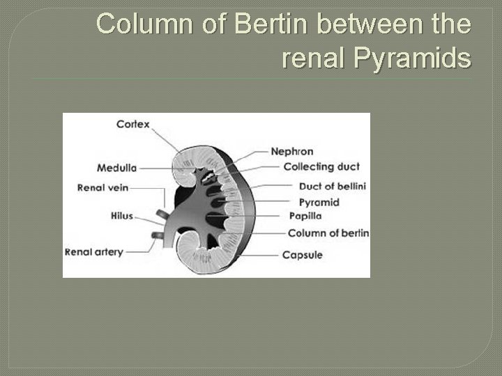 Column of Bertin between the renal Pyramids 