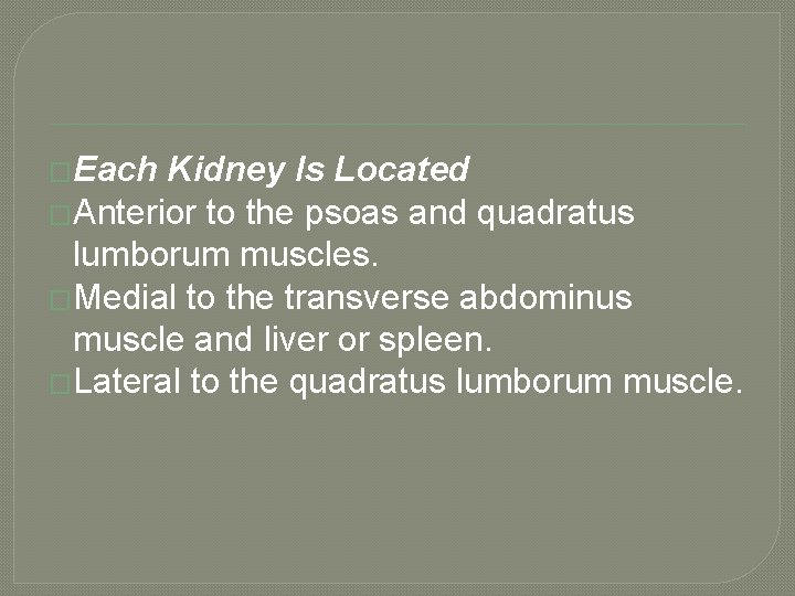 �Each Kidney Is Located �Anterior to the psoas and quadratus lumborum muscles. �Medial to