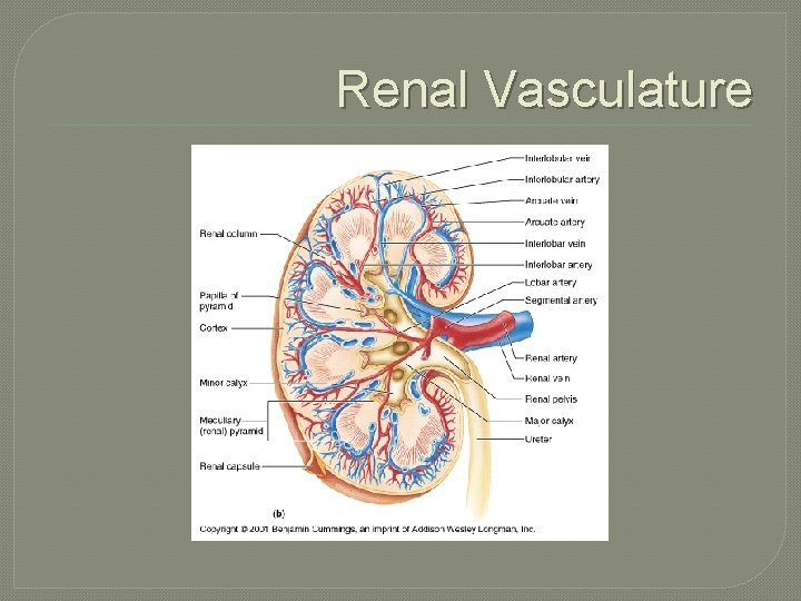 Renal Vasculature 